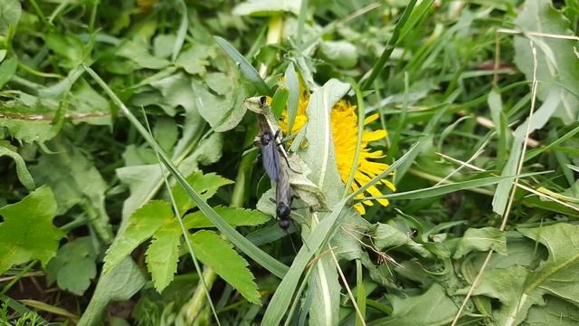 Черные мухи. Друзья или враги?! смотреть онлайн