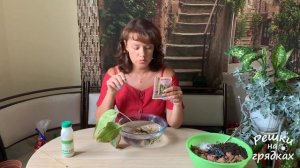 ? Антуриум реанимация!!! Антуриум желтеют и опадают листья