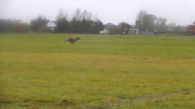 Ирландский волкодав ELAN LAN BYSTRAYA (к) 2-й круг смотреть онлайн