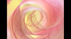 Красивая мелодия японской флейты для души и релаксации…..