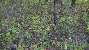 По грибы фильм 14 Охота за рыжиками(1)