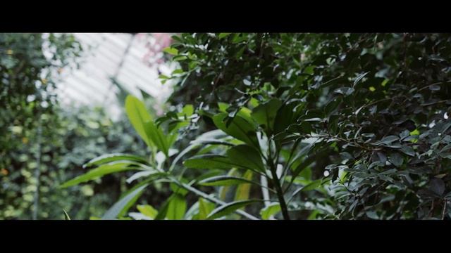 Nish and Jennell Got Married with Butterflies - Cambridge, On Wedding смотреть онлайн