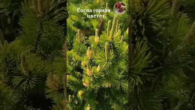 Цветение сосны...   Seedlandia.ru - семена и саженцы декоративных  растений