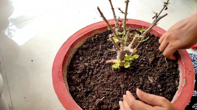 मरते हुए गंधराज को कैसे बचाए/ how to save dying gardenia plant смотреть онлайн