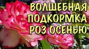 ЛУЧШЕ ПЕРЕЗИМУЮТ, а ЦВЕТОВ БУДЕТ МОРЕ! Чем ПОДКОРМИТЬ РОЗЫ ОСЕНЬЮ