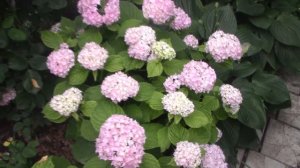 Как расцветает крупнолистная гортензия
