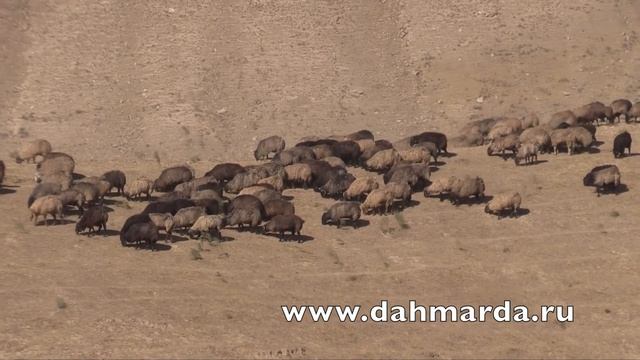 Чувалан каракулевые овцы Таджикистана смотреть онлайн