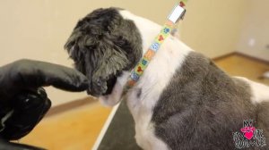 Satisfying Ear Hair Pull And Clean On A Dog