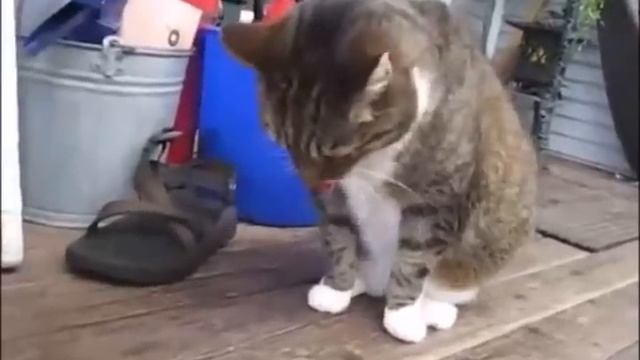 Рвота у кошки смотреть онлайн