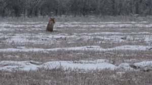 охота на лису с карабином,плохое попадание.
