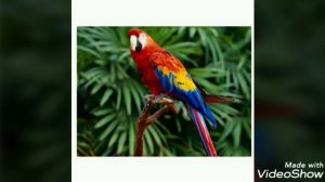 Құстар-біздің досымыз