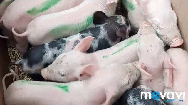 Прокалываем железо!  Удаление клыков у поросят! И купирование хвостов!  Свинарник свойми рукамика