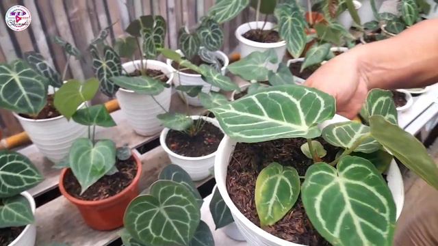 ☎️ 83869831339 Review Harga Aglaonema & Keladi Om Hanum Banjarnegara | 🔴 Live Firdaus Nursery смотреть онлайн