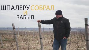 Надёжная шпалера виноградника со столбами из акации и полиамидной проволоки.