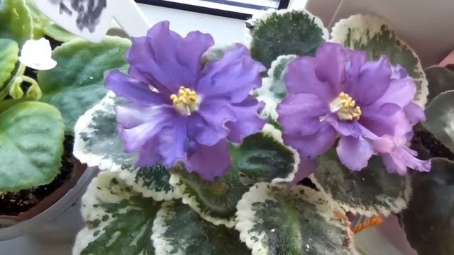 Мои цветы на северном окне/ Фиалки, стрептокарпусы, алоказия, бегонии, кислицы, циссус смотреть онлайн