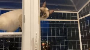 кот на кошачьем балкончике на окне