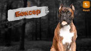 Боксер: Жизнерадостный и Сильный Страж Семьи