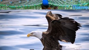 Птицы. Видео обучение. Пение птиц. Учим птиц. Названия птиц. Голоса птиц. Звуки птиц.