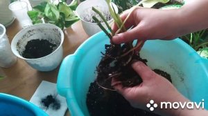 Комнатные цветы. Почему желтеют листья у растений ? Ищем причину .