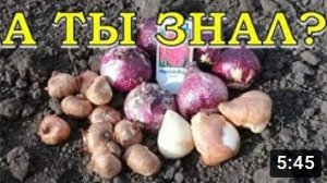 Посадка ЛУКОВИЧНЫХ ЦВЕТОВ под зиму: сроки, правила???