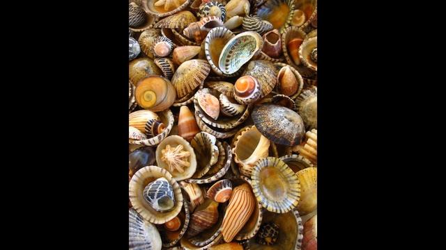 Морские ракушки смотреть онлайн