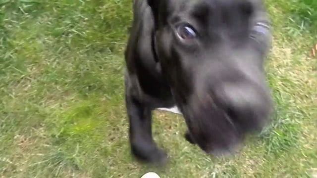 ТАНО. Щенок КАНЕ-КОРСО чёрного окраса.Puppy Cane Corso Odessa.