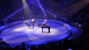 Цирковой номер. Танцуют лошади.