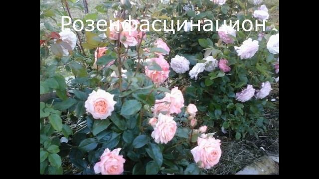 Розы в саду. 23 сорта нежных бледных роз.Мои любимые тона. смотреть онлайн