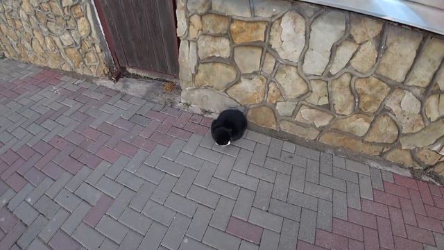 Дивноморское 2022. Как выглядит этот курорт после сильнейшего шторма?! (Папа Может) смотреть онлайн