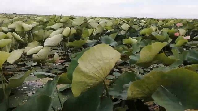 Анапа 2020, полуостров Тамань, Азовское море, долина лотосов, Абрау Дюрсо. смотреть онлайн