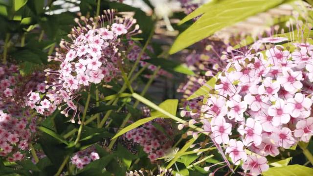 Spiraea Japonica flower смотреть онлайн