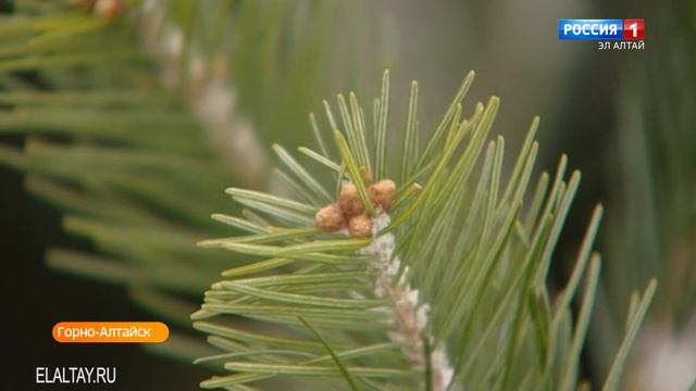 Cӱрлӱ кӱнле! (Јаҥар айдыҥ 17-чи кӱни) смотреть онлайн