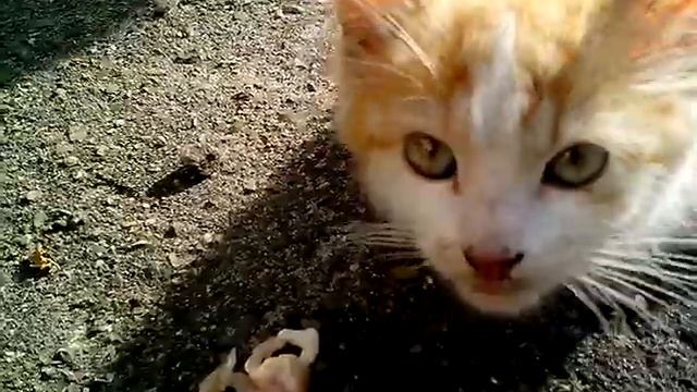 Опять рыженький котёнок ТАКАЯ ГРУСТНАЯ МОРДОЧКА!!!!! смотреть онлайн