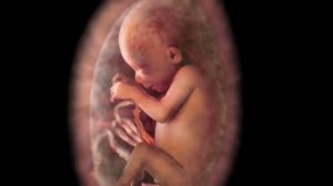 От зачатия до рождения (потрясающая визуализация)