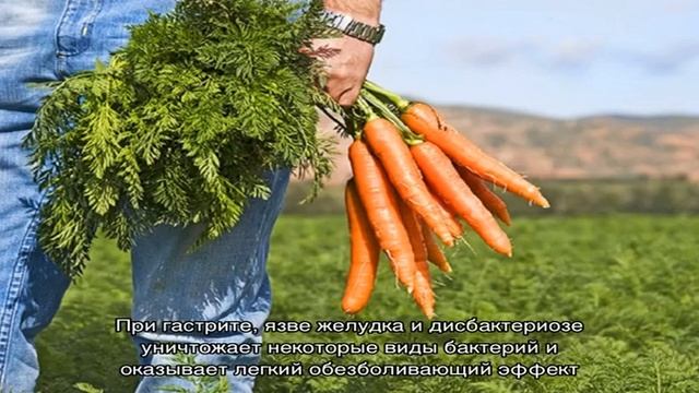 Морковь — лучшая подруга для мужской потенции смотреть онлайн