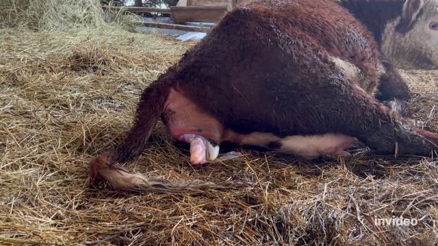 Легкий отел у сложной коровы! #герефорд #отел #корова #cow #теленок #проблема#помощь #ферма #фермер смотреть онлайн