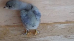 Цыпленок породы голубой кохинхин.