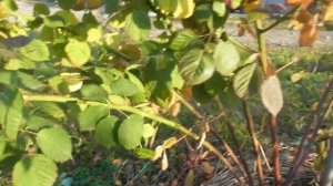 Укрытие ежевики на зиму - как я пригибаю побеги куста. Очень простой способ