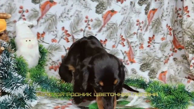 Такса миниатюрная д/ш - Золотой Родник Цветочная Поляна