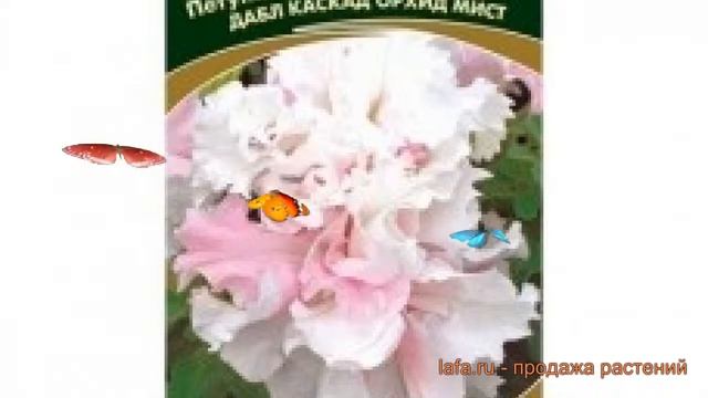 Петуния махровая Дабл каскад орхид мист ? обзор: как сажать, семена петунии Дабл каскад орхид мист смотреть онлайн