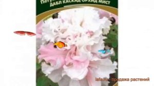Петуния махровая Дабл каскад орхид мист ? обзор: как сажать, семена петунии Дабл каскад орхид мист