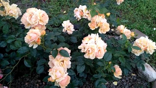 Роза "Ханзештадт росток". Лето 2021. смотреть онлайн