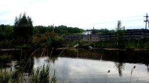 Огромный бобёр , куст под воду попёр !!!