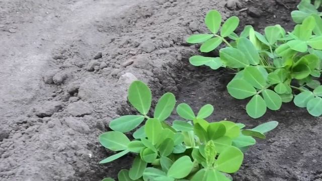 Выращивание арахиса. Арахис часть 3.