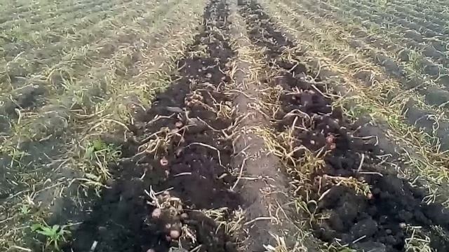 Выкапывание картошки мотоблоком "ОКА"-2017 модернизированной картофелекопалкой-лапой. смотреть онлайн