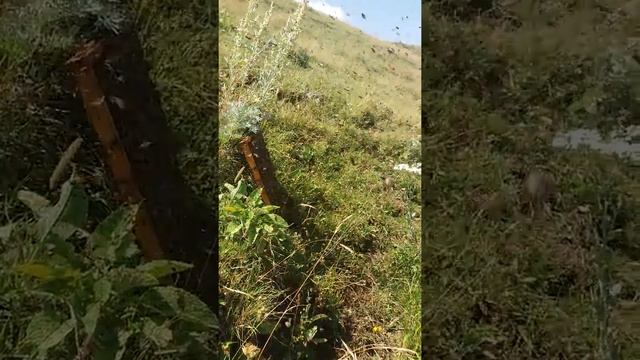 Рой пчел Армения смотреть онлайн