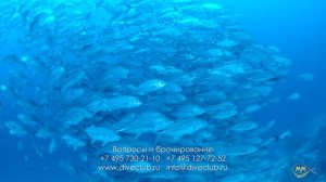 Agusta Eco Resort и удивительный дайвинг в Раджа Ампат (Индонезия)