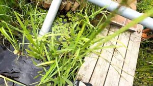 2. Чистка и углубление берега. Эжектор из канализационной трубы