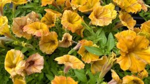 PETUNIAS,, ,, SEASON FLOWERS,, DIFFERENT VARIETIES 🌺