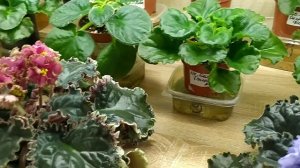 Фиалки, обзор сортов ЛЕ-Марина и ЛФ-Коралловая Мечта